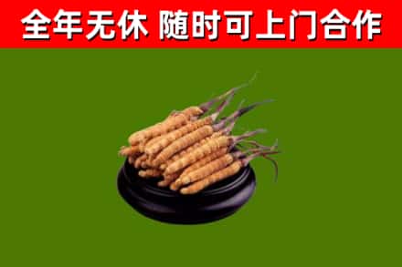 贡井区烟酒回收冬虫夏草.jpg