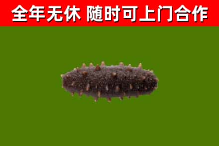 贡井区回收海参干